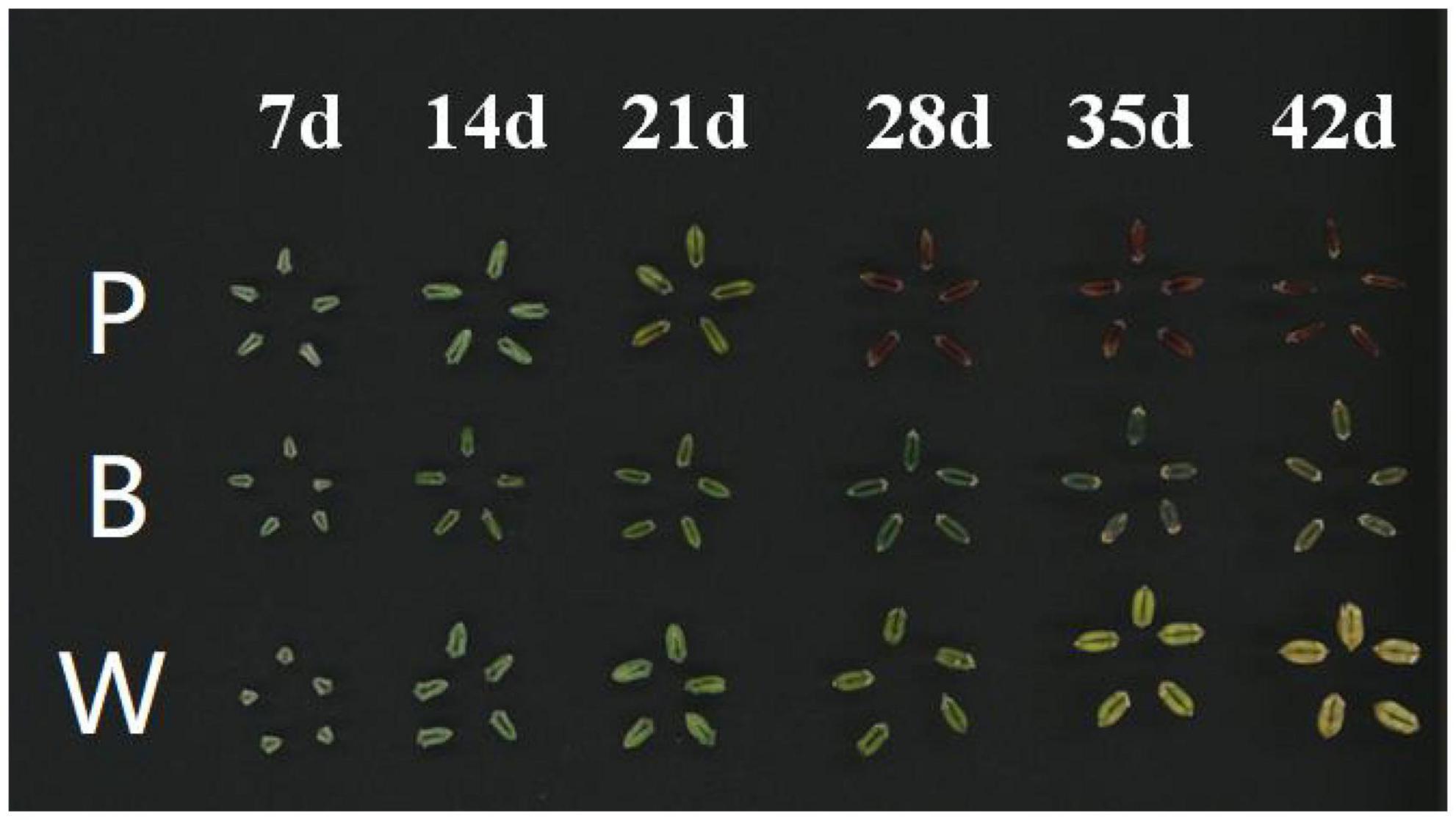 Grain color formation and analysis of correlated genes by metabolome and transcriptome in different wheat lines at maturity